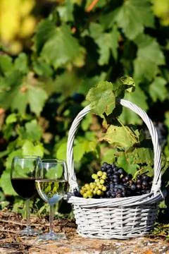 The wine world Stock Photos
