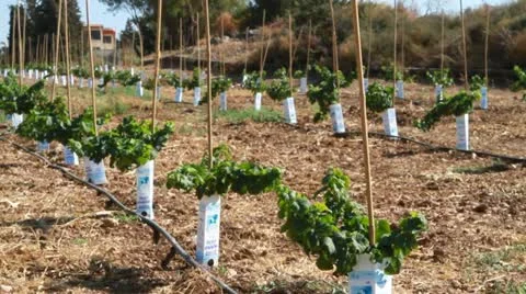 Wine yard Stock Footage 20530334