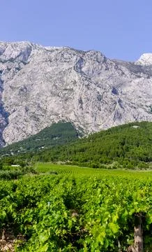 Wine yard in mountains Stock Photos
