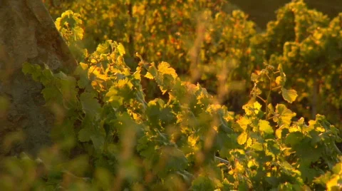 Wine_country03 Stock Footage 266935