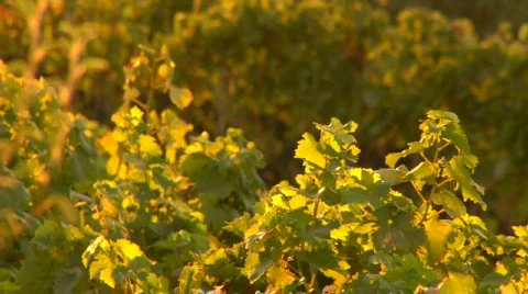 Wine_country04 Video stock 266938