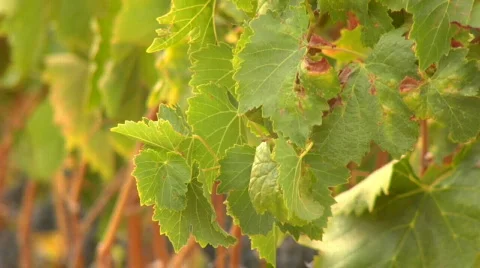 Wine_country05 Stock Footage 266952