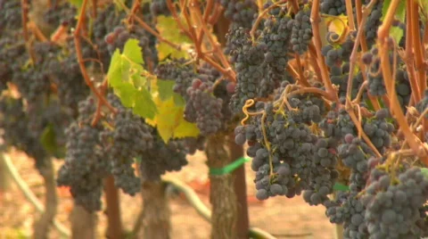 Wine_country06 Stock Footage 266958