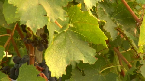 Wine_country07 Stock Footage 266960