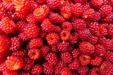 Wineberries Stock Photos