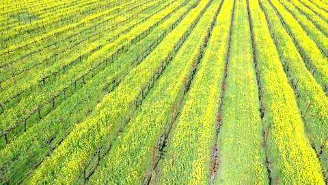 WineCountryWinter1 Stock Footage 252681332
