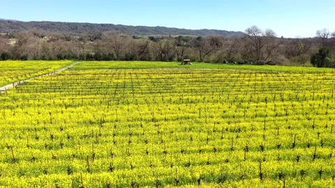 WineCountryWinter2 Vídeos de archivo 252681306