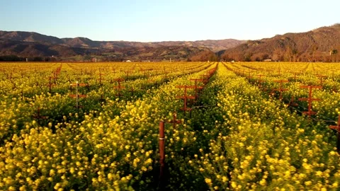 WineCountryWinterSunset2 Stock Footage 252681297