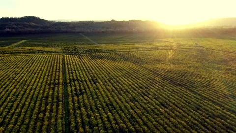 WineCountryWinterSunset5 Stock Footage 252681204