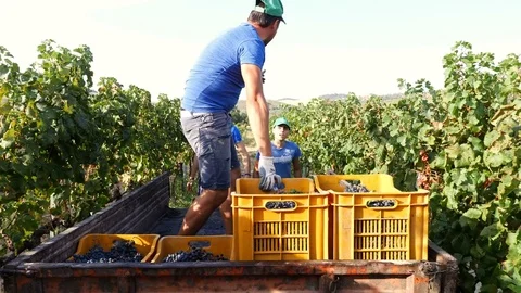 Winegrowers loading grape boxes on the small van- South of Italy Stock Footage 81184888