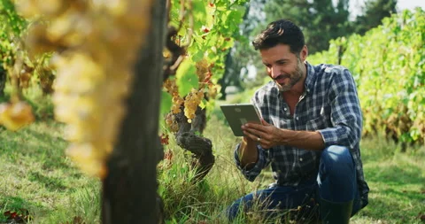 Winemaker checking ripe grape bunches on vines with tablet in vineyards. Stock Footage 141387910