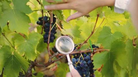 Winemaker checks red grapes in the vineyard 動画素材 204924956