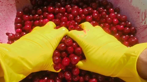 Winemaker crushing cherries with gloved hands for wine preparation Stock Footage 317906883