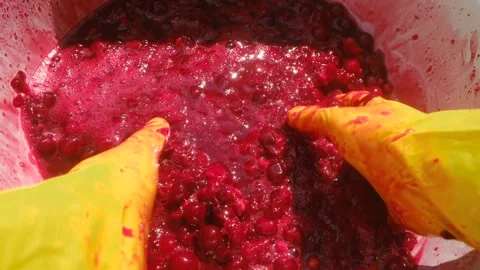 Winemaker crushing cherries for wine preparation Stock Footage 313643132