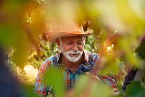 Winemaker harvesting grapes Stock Photos