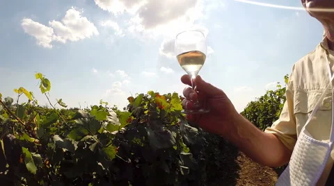 A Winemaker in His Vineyard Testing the Quality of Wine Stock Footage 67350909