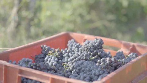 Winemaker holds grapes in his hand in the vineyard. Grape harvest season. Stock Footage 120598337
