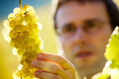 Winemaker inspecting grapes Foto stock