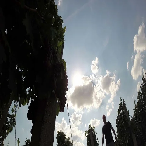 Winemaker or Vintner Taking Care of the Vineyard Stock Footage 69317769