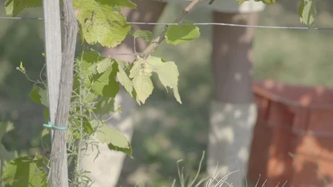 Winemaker picking grapes in vineyard. Grape harvest season.  Stock Footage 120611075