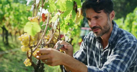 Winemaker picking ripe grapes from vines during harvest season in vineyard. Stock Footage 141387543