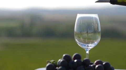 Winemaker pouring a wine into a glass Stock Footage 249989167