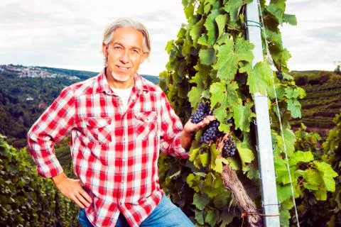 Winemaker Standing By His Vineyard 스톡 사진