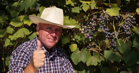 Winemaker Tasting Grapes Crop Check Ripe Level Quality Farmer Man Eat Grapevine Stock Footage 55343549