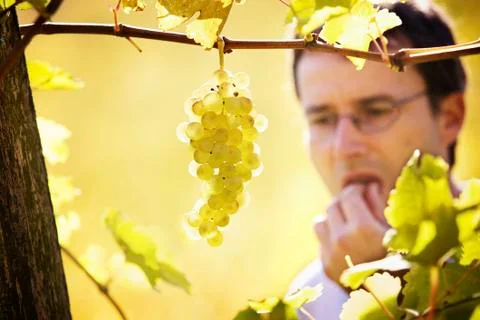 Winemaker tasting grapes in vineyard. Stock Photos