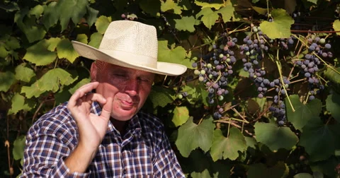 Winemaker Tasting Red Grapes Man Picking Fruit Eating Harvest Vineyard Grapevine 스톡 동영상 54660732