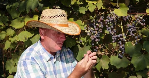 Winemaker Tasting Wine Grape Vine Vintner Farmer Man Pick Check Harvest Vineyard Stock Footage 75731684