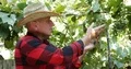 Winemaker Vineyard Farmer Checking Wine Grape Vines Producer Vintner Man Examine 4k or 4k+ Resolution