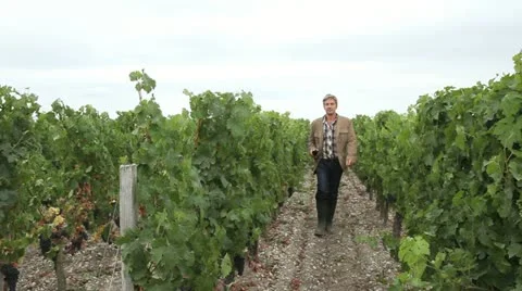 Winemaker in vineyard talking to camera with bottle in hand Stock Footage 14834080