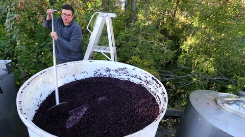 Winemaker vintner punch down winery Video stock 159514898