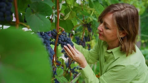 Winemaker woman checking grapes in vineyard 스톡 동영상 303559537
