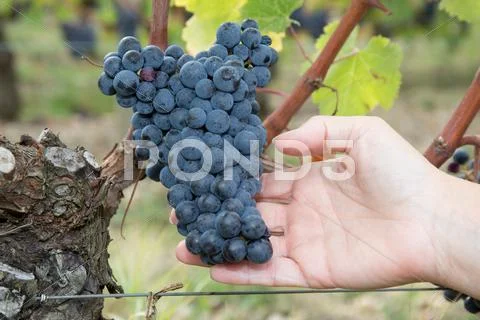 Winemaker woman picking grapes at harvest time in sunshine Stock Photos