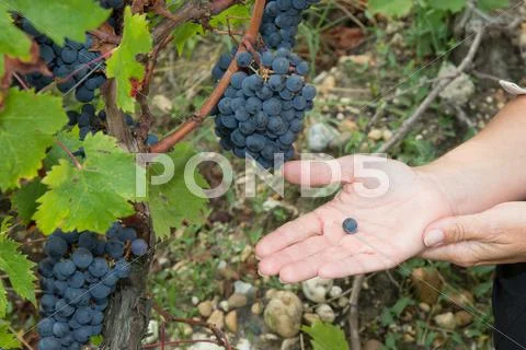 Winemaker woman pickinggrape seed at harvest time in the sunshine Stock Photos