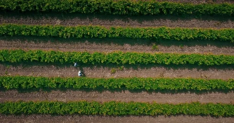 Winemakers are checking the grapes Stock Footage 79664804