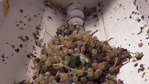 Winemaker's Choice: Grape De-stemming Precision Stock Footage 260543316
