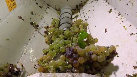 Winemaker's Choice: Grape De-stemming Precision Stock Footage 305066880