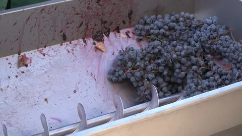 Winemaking. Stock Footage 114971657