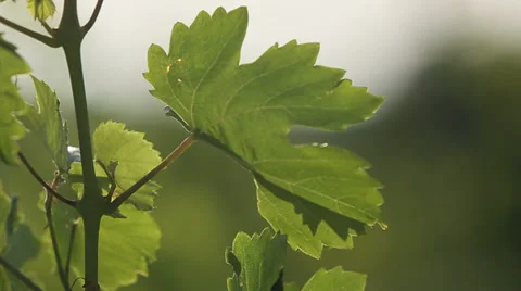 Winemaking, grape plantations in Austria Stock Footage 34742331