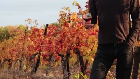 Winemaking. Man tasting wine Stock Footage 81573788