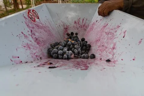 Winemaking Stock Photos