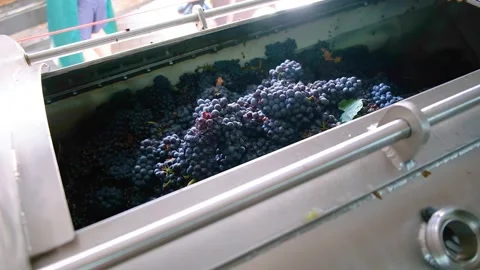 Winemaking. Wine production. Squeezing juice from grapes. Video stock 249941913