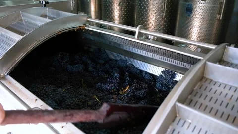 Winemaking. Wine production. Squeezing juice from grapes. Stock Footage 249941927