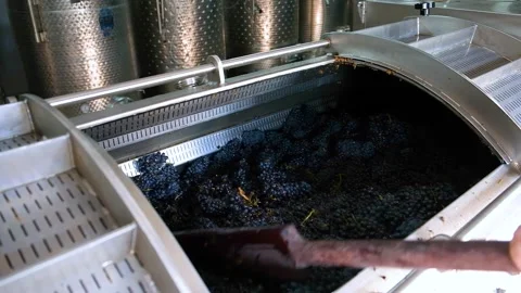 Winemaking. Wine production. Squeezing juice from grapes. Video stock 249941933