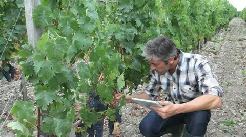 Winemarker in vine rows checking grapes quality Stock Footage 14834086