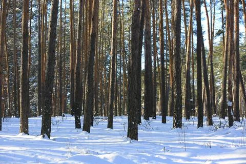 Winer in forest Foto stock