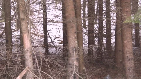 Winer pine forest 스톡 동영상 137641405